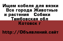 Ищем кобеля для вязки - Все города Животные и растения » Собаки   . Тамбовская обл.,Котовск г.